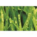 Multi-Purpose Synthetic Grass, MT-Peace