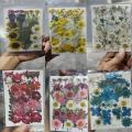 Pressed Dried Flowers Natural Dry Preserved Flower Plant for DIY Scrapbooking Bookmark Gift Box Card Album Phone Case Decoration