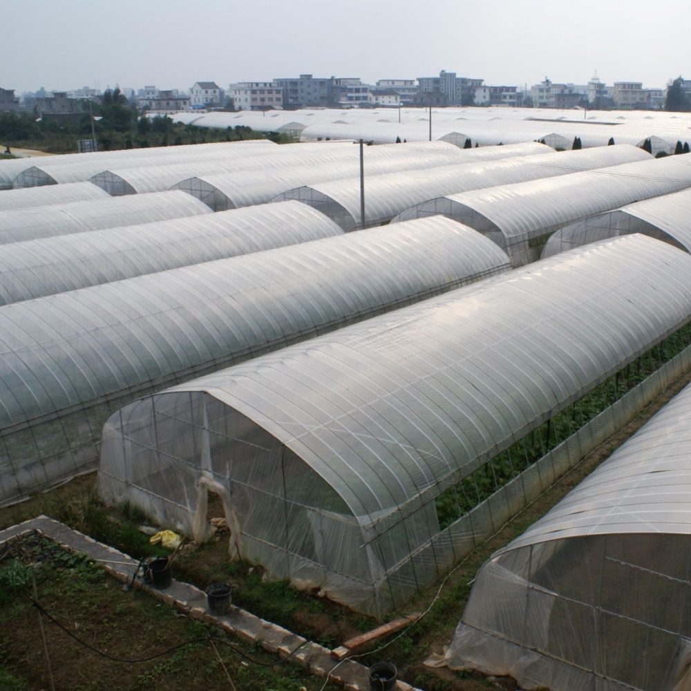 Single Greenhouse for Vegetable Planting