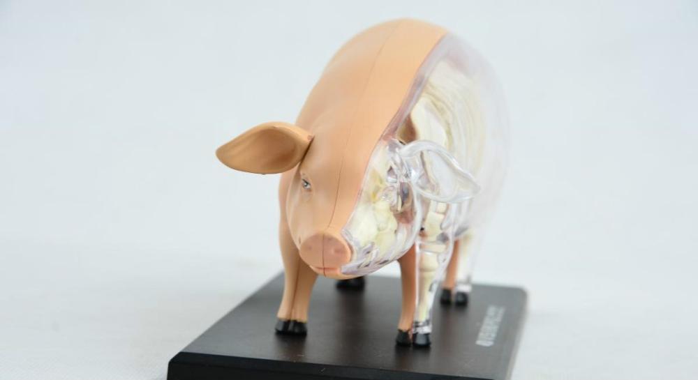 Assembly 4D Pig Anatomy Model Pig Anatomy Medical Anatomic Animal Model Puzzels for Children Skeleton Educational Science Toys