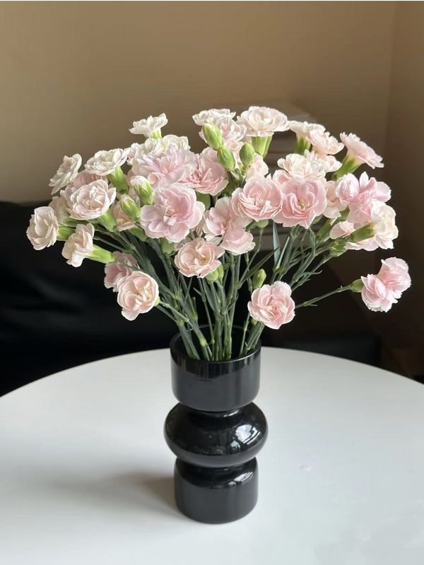 Spray carnation powder prince3