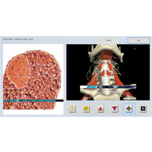 oberon non linear aura diagnostic device