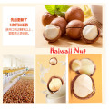 Quality Macadamia nut Hawaii Nut Queensland Food in Bulk Weight 1000 g Cream flavor Nut Snack Crispy Wholesale Shipping free