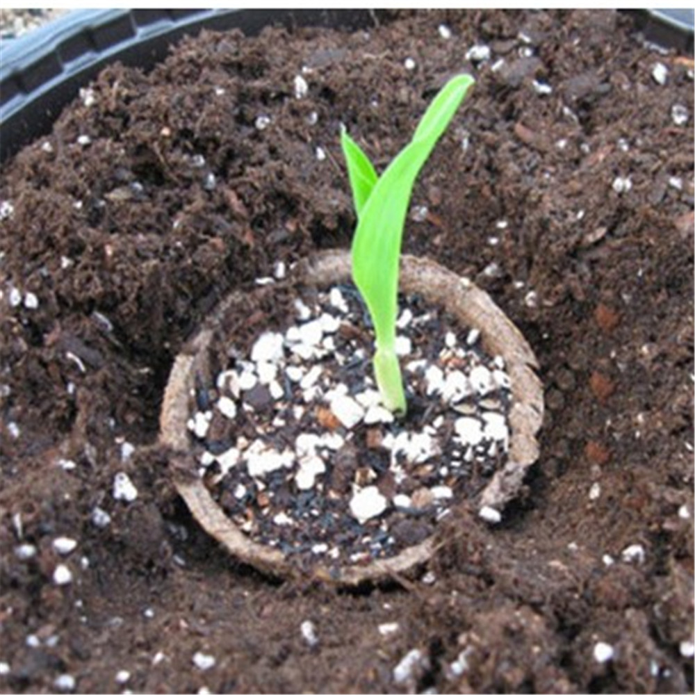 50 Pcs 6 CM vegetable seeds Flowerpot Vegetable Fruit Pots Biodegradable Pulp Tool Nursery Tray Pot Cup Garden Supplies