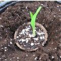 50 Pcs 6 CM vegetable seeds Flowerpot Vegetable Fruit Pots Biodegradable Pulp Tool Nursery Tray Pot Cup Garden Supplies