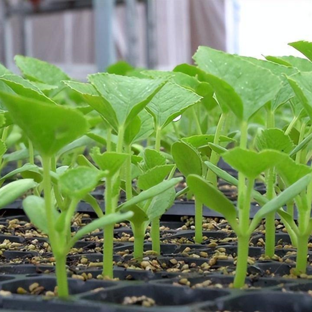 Single Greenhouse For Seedling Raising