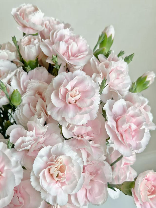 Spray carnation powder prince