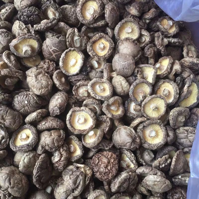 100% high-quality organic Dried Shiitake Mushrooms Grown Premium Natural Whole Cap Mushrooms to enhance immunity