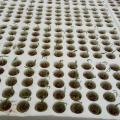 50pcs grow plug a pack Grodan 1 "Starter Cubes Plugs-hydroponic rockwool grow media. Spread Cloning Rock wool Cubes