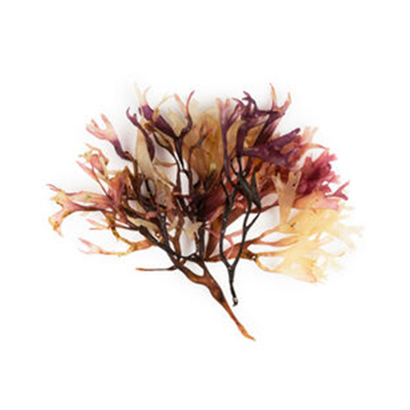Irish Sea Moss Jpg
