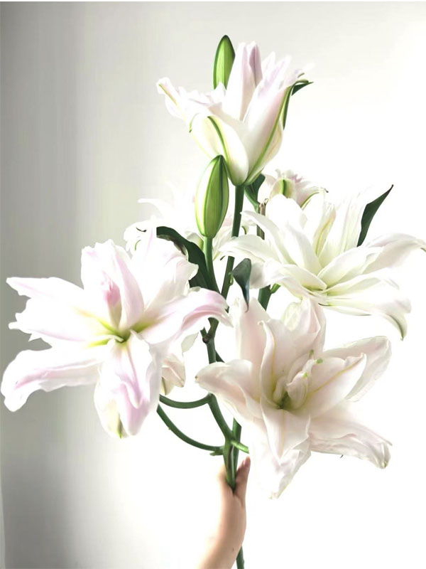 Goddess Double Petal oriental lily6
