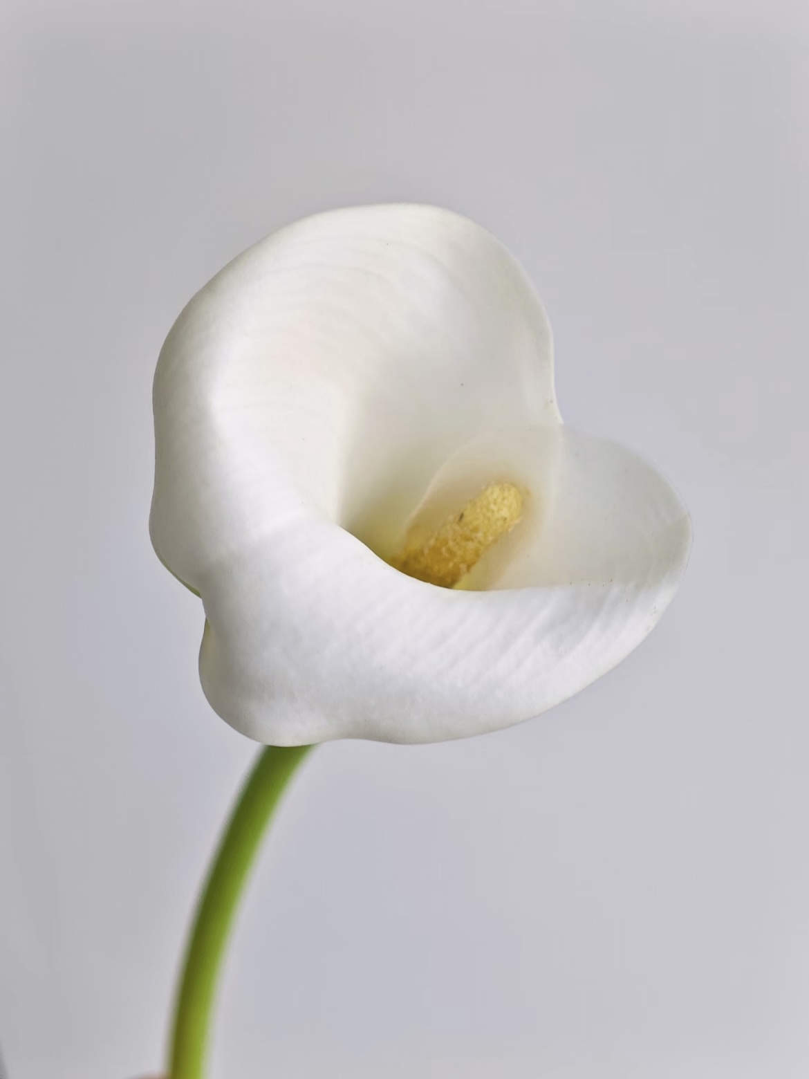 Fresh cut of white Calla lily2