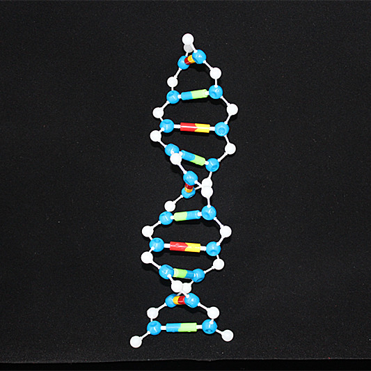 DNA model kit biological molecular models double helix Molecular Structure model Deoxyribonucleic acid 10 Layer teaching Utensil