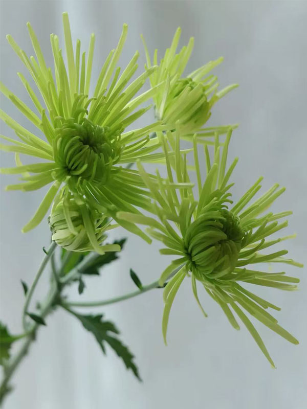 Green Firework chrysanthemum