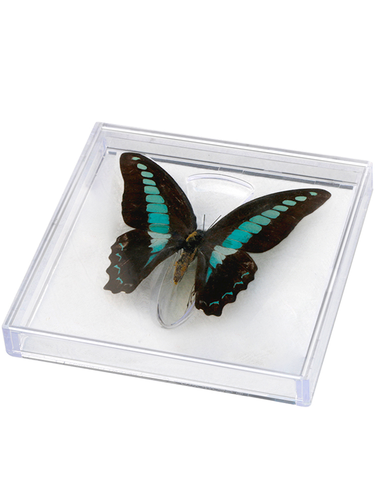 1pcs Real butterfly specimen box decoration transparent box Wings Butterfly insect specimen picture frame student