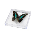 1pcs Real butterfly specimen box decoration transparent box Wings Butterfly insect specimen picture frame student