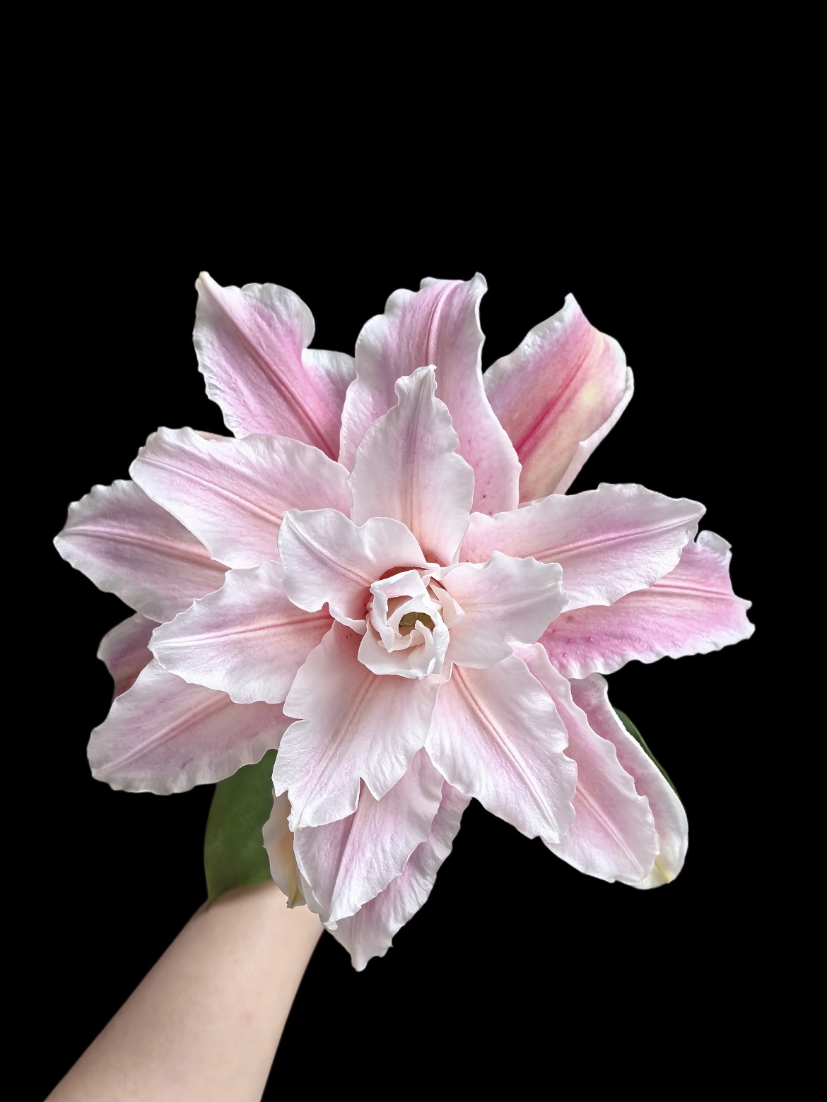 Double Lily-Dutch Princess2