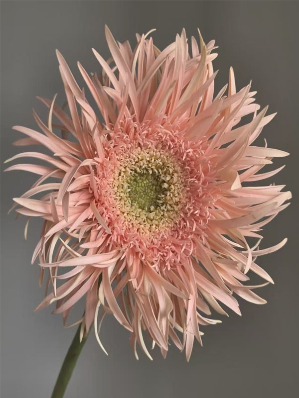 Spider Gerbera Amber