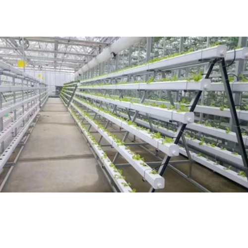 Greenhouse NFT Hydroponics system for lettuce salad-Skyplant Manufacturers and Greenhouse NFT Hydroponics system for lettuce salad-Skyplant Suppliers