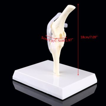 Dog Canine Knee Joint Model Veterinary Teaching Research Skeleton Animal Display 746D