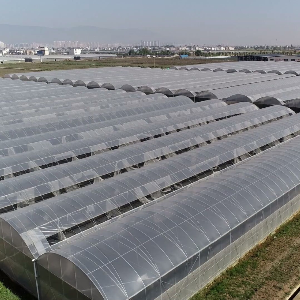 Film Multi-span Greenhouse