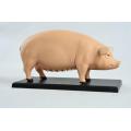 Assembly 4D Pig Anatomy Model Pig Anatomy Medical Anatomic Animal Model Puzzels for Children Skeleton Educational Science Toys