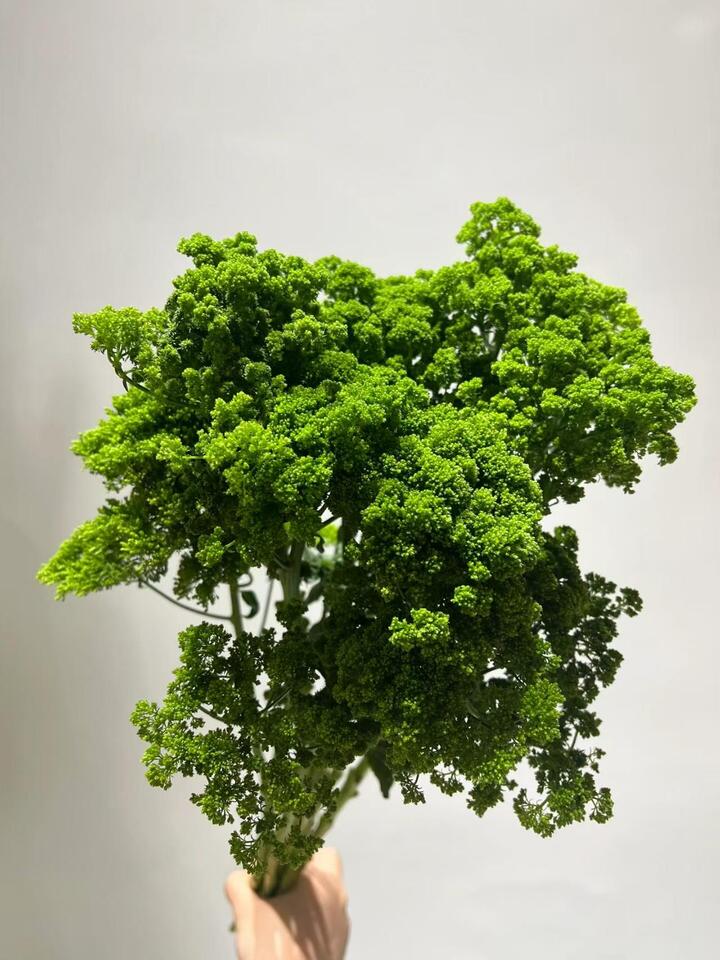 Green Trachelium