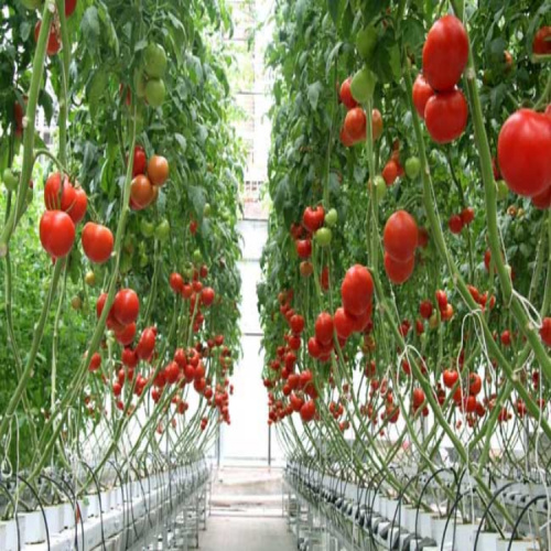 Tomato Trellis Line Tips Supporting Cucumbers Tomatoes Manufacturers and Tomato Trellis Line Tips Supporting Cucumbers Tomatoes Suppliers