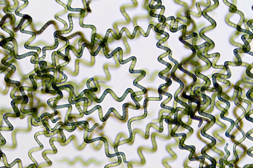 Spirulina