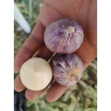 Certified Organic Single-clove Garlic