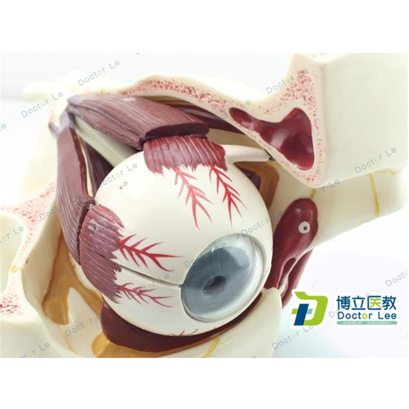 Plastic Educational Toy 3 Times Enlarged Human Eye Ball Anatomy Model with Orbital Cavity for Ophthalmology Teaching Tools