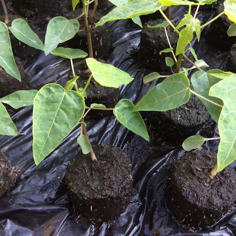 100pcs Peat Pellets Plant Seedling Soil Blocks Starting Plugs Garden Tools for Indoor Home Gardening Greenhouse 30mm