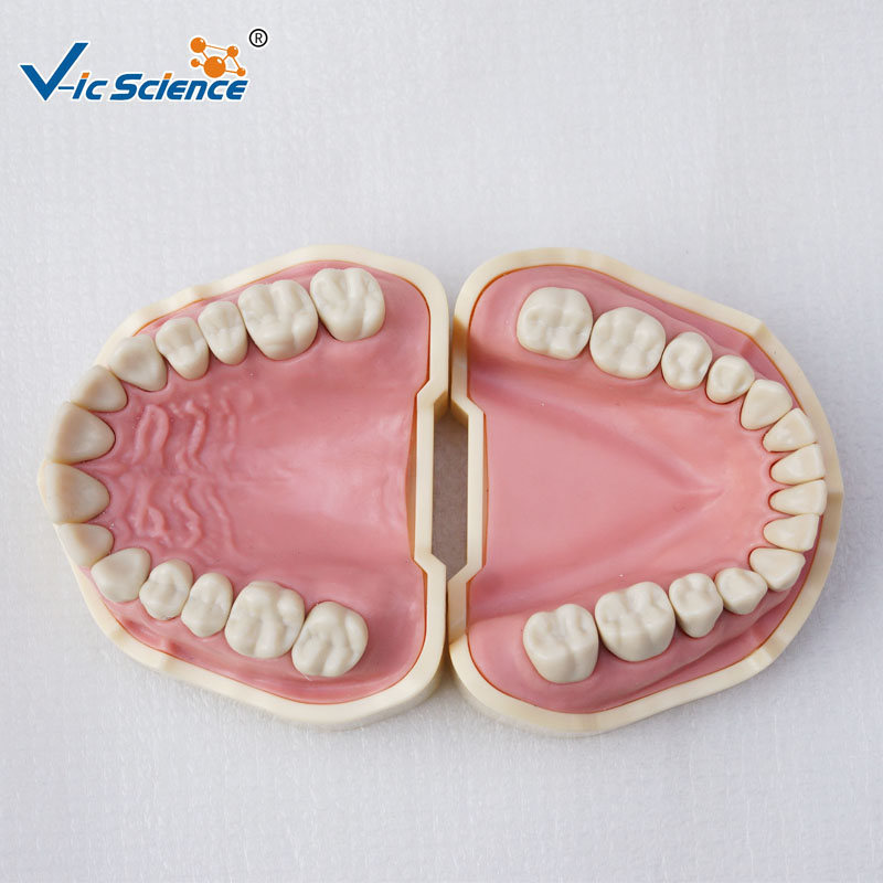 Medical Science Imitate Frasaco Dental Model Teeth Model