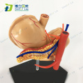Mini Plastic Human Stomach Anatomicy Model for Children's assembled toys and Medical Teaching Tool