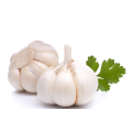 Top quality fresh garlic 2021
