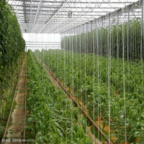 Tomato Trellis Line Tips Supporting Cucumbers Tomatoes Manufacturers and Tomato Trellis Line Tips Supporting Cucumbers Tomatoes Suppliers