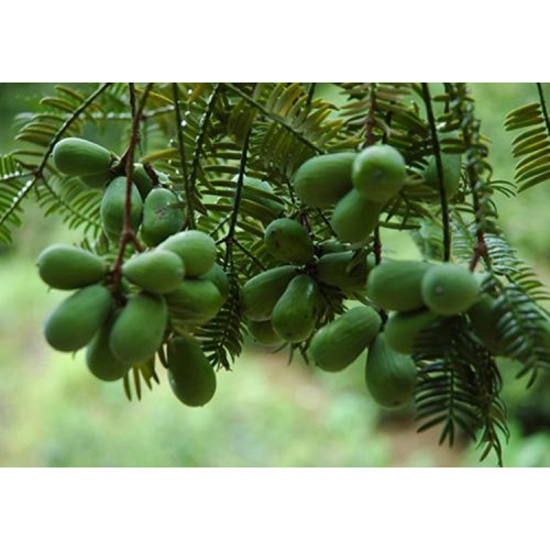 High Quality Chinese Torreya Extract for food for Sale, Offer High Quality Chinese Torreya Extract for food