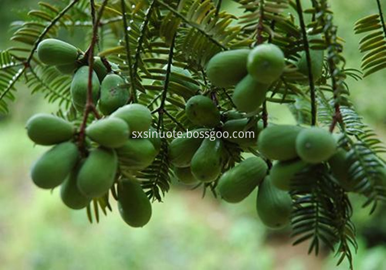 Torreya Grandis Seed Extract Torreya Grandis Seed Extract