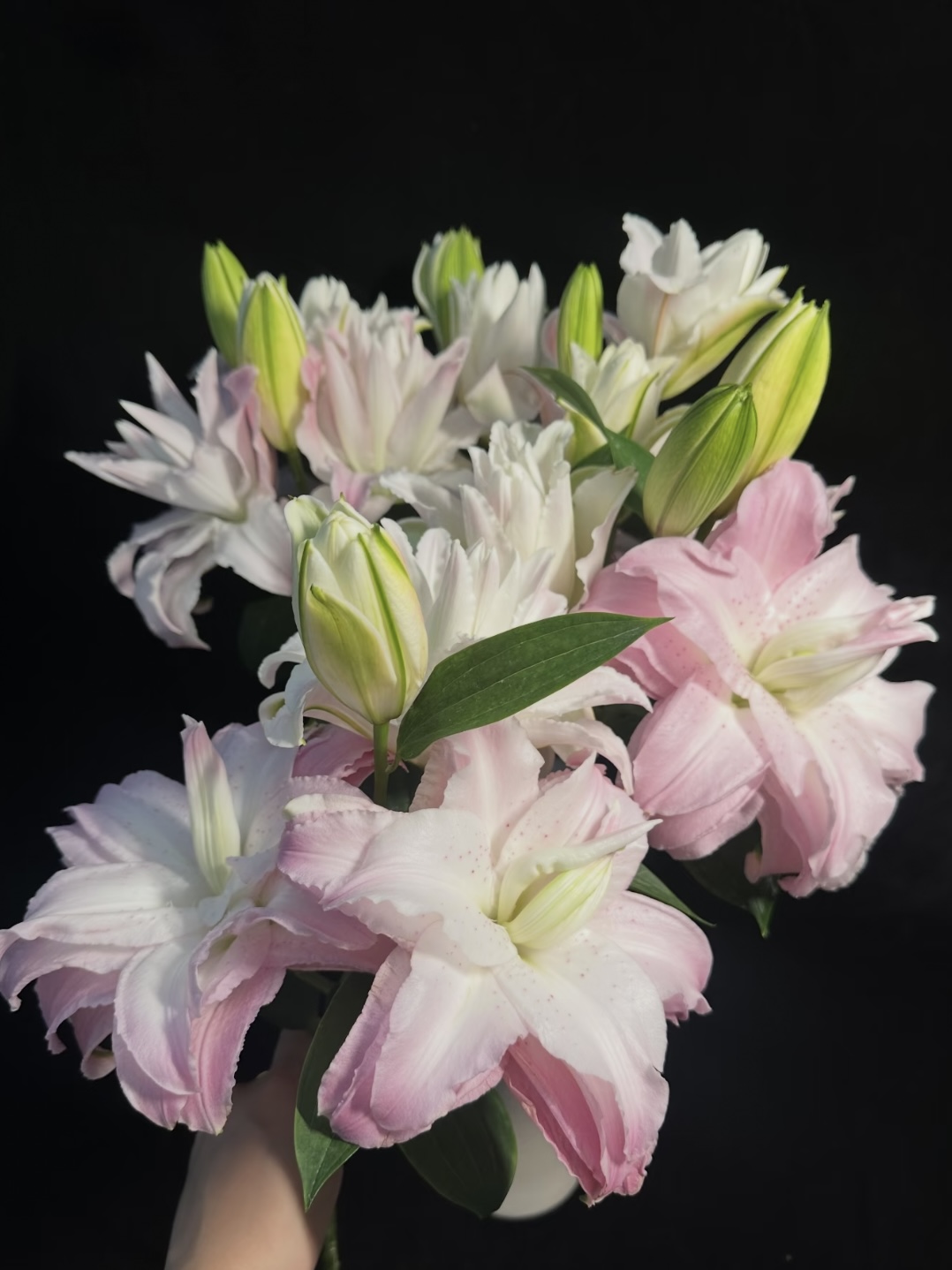 Luck Double Petal Lily1