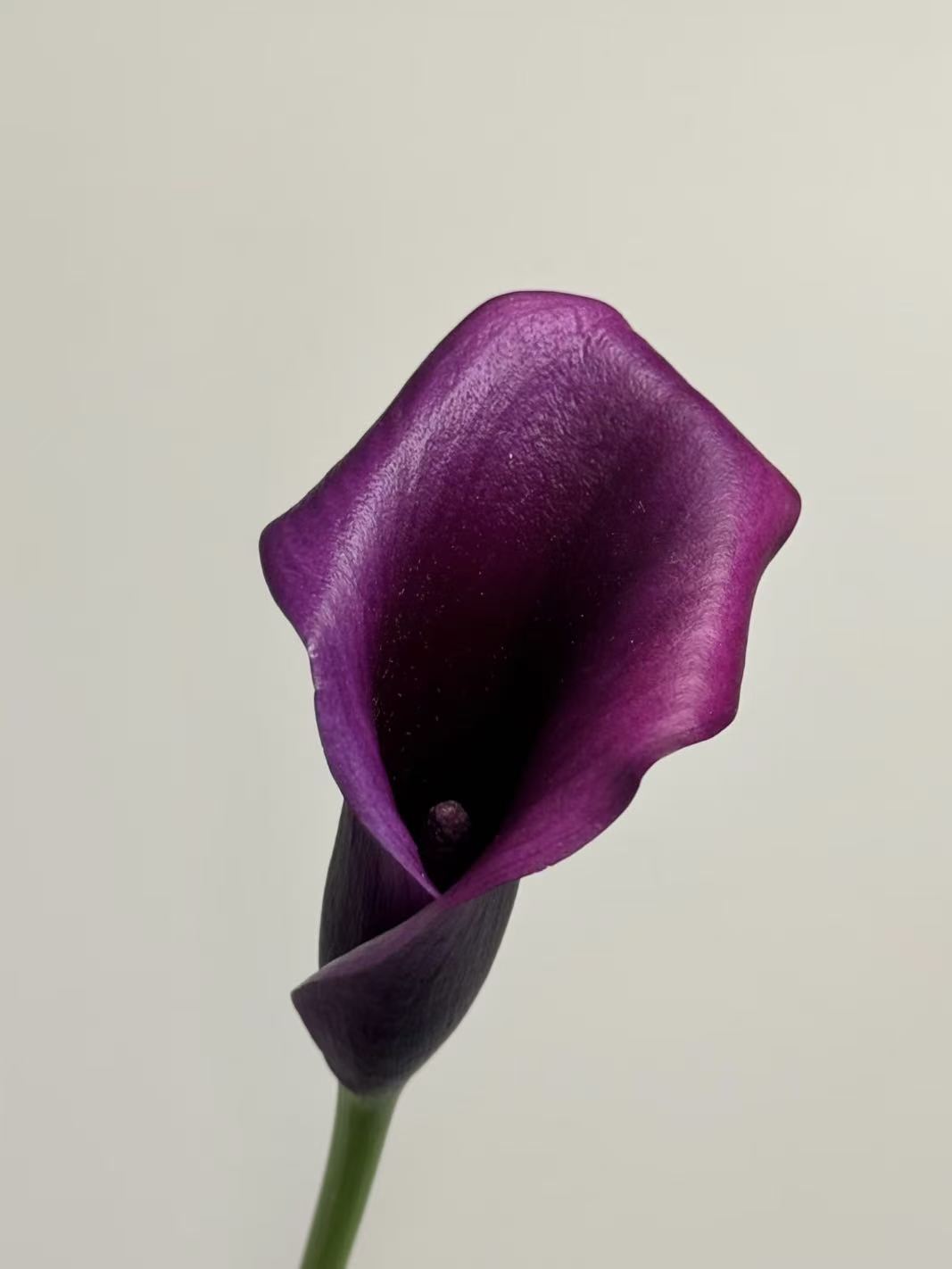 Dark purple calla lily2
