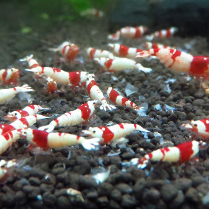 Natto Crystal Shrimp Forage Aquarium Fish Tank Live Ornamental Fishes Pellet Feed