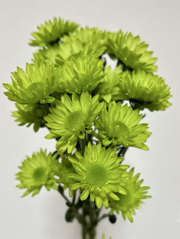 Spray chrysanthemum green elf