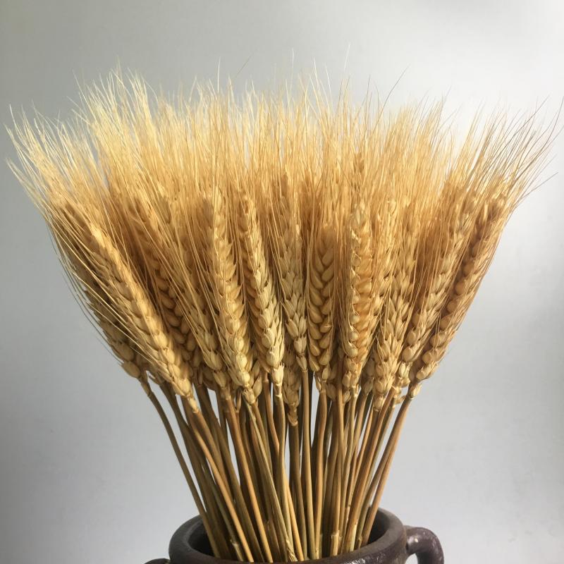 50ps Natural Wheat Ear Wheat Rice Ear Farmhouse Opening Barley Real Dried Flower Bouquet Pastoral Dry Branch Gift Shooting Road