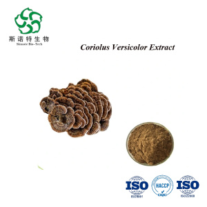 Hot selling Coriolus versicolor powder with Polysaccharide