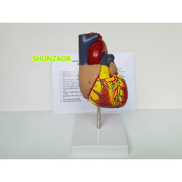 Life-size Removable model human Anatomical Heart Anatomy Viscera Organ Model Medical Science Teaching tools