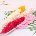 2pcs Sorghum Bouquet Natural Dried Flower Preserved Immortal Sorghum Home Living Room House Decoration