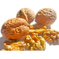 fresh walnut kernels for sale
