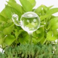 New Cute House Plants Flowers Automatic Water Feeder Auto Watering Devices Transparent Glass Water Feeder 6 Shape