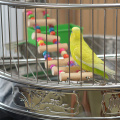 3Pcs Parrot Cage Toy Squirrel Hamster Squirrel Hammock Bird Nest Swing Ladder Small Animal Bird Cage Toy Kits