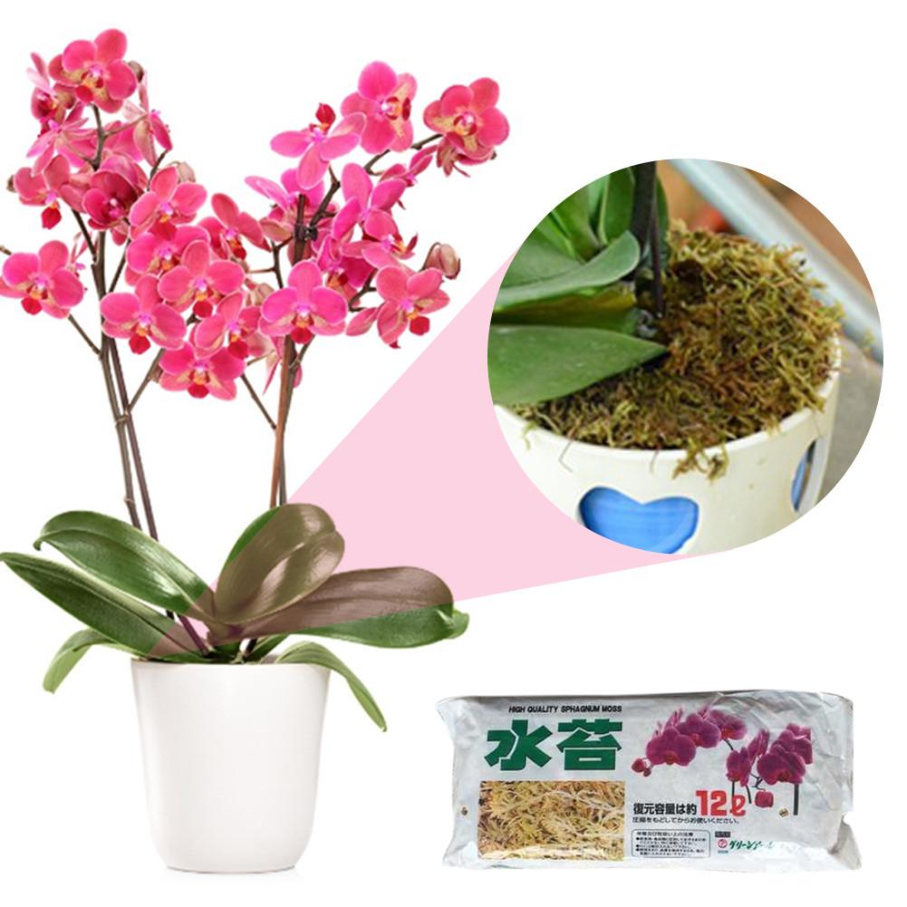 1 Pack Sphagnum Moss Garden Bonsai Moisturizing Nutrition Organic Fertilizer for Garden Phalaenopsis Orchid